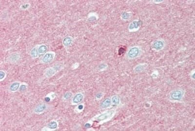 Immunohistochemistry-Paraffin: IGSF4D/SynCAM2/CADM2 Antibody [NBP3-14377]