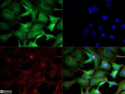 Immunocytochemistry/ Immunofluorescence: IKK alpha Antibody (14A231) - Azide Free [NBP2-27409]