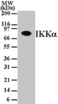 Western Blot: IKK alpha Antibody (14A231)Azide Free [NBP2-27409]