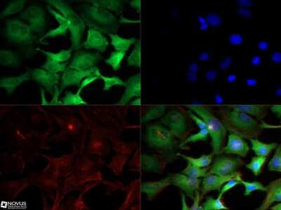 Immunocytochemistry/ Immunofluorescence: IKK alpha Antibody (14A231) - BSA Free [NB100-56704]