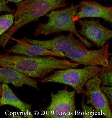 Immunocytochemistry/ Immunofluorescence: IKK alpha Antibody (14A231) - BSA Free [NB100-56704]