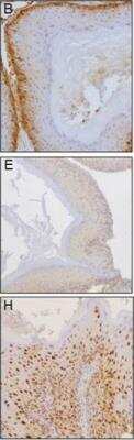 Immunohistochemistry-Paraffin: IKK alpha Antibody (14A231) - BSA Free [NB100-56704]