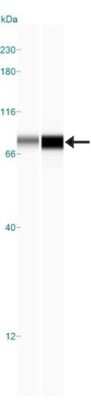 Simple Western: IKK alpha Antibody (14A231)BSA Free [NB100-56704]