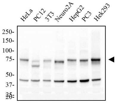 Western Blot: IKK alpha Antibody (14A231)BSA Free [NB100-56704]