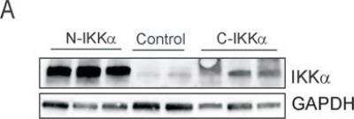 Western Blot: IKK alpha Antibody (14A231)BSA Free [NB100-56704]