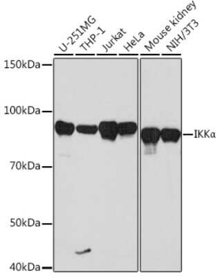 Western Blot: IKK alpha Antibody (2M10E3) [NBP3-15862]