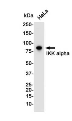 Western Blot: IKK alpha Antibody (S07-9I7) [NBP3-14945]