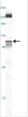 Simple Western: IKK beta Antibody (10A9B6)BSA Free [NB100-56513]
