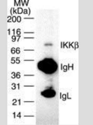 Immunoprecipitation: IKK beta Antibody (10A9B6) - BSA Free [NB100-56513]