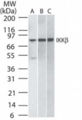 Western Blot: IKK beta Antibody (10AG2)Azide and BSA Free [NBP2-80788]