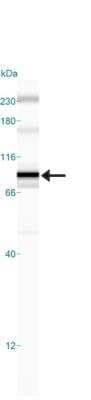 Simple Western: IKK beta Antibody (10AG2)BSA Free [NB100-56509]