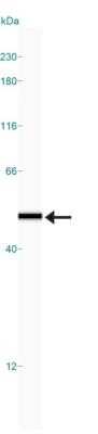 Simple Western: IKK gamma Antibody (72C627)Azide Free [NBP2-33224]