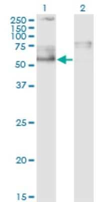 Western Blot: IKZF5 Antibody (1B6) [H00064376-M01]