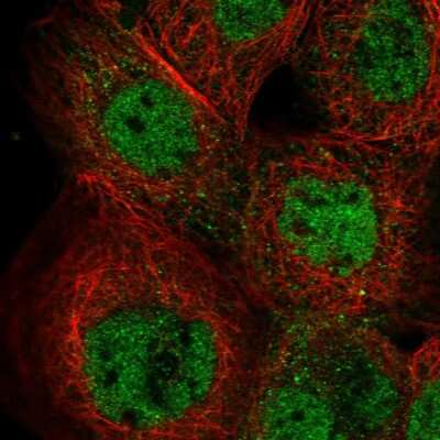 Immunocytochemistry/ Immunofluorescence: IKZF5 Antibody [NBP2-58346]
