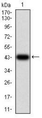 Western Blot: IL1RAPL1 Antibody (2H3C12)BSA Free [NBP2-52491]