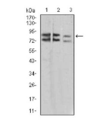 Western Blot: IL1RAPL1 Antibody (2H3C12)BSA Free [NBP2-52491]