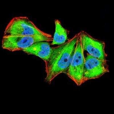 Immunocytochemistry/ Immunofluorescence: IL1RAPL1 Antibody (3E3D12) - BSA Free [NBP2-52493]