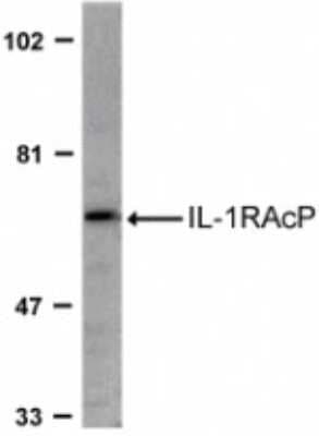 Western Blot: IL-1 RAcP/IL-1 R3 AntibodyBSA Free [NBP1-76464]