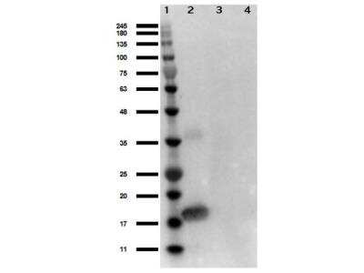Western Blot: IL-1 alpha/IL-1F1 Antibody [NBP1-77882]