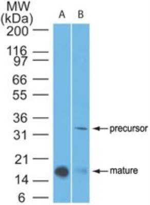 Western Blot: IL-1 beta/IL-1F2 Antibody (43N1G6)BSA Free [NBP2-27342]