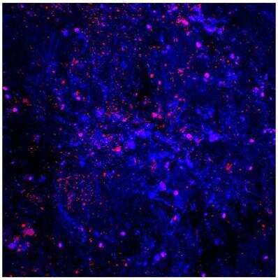 Immunocytochemistry/ Immunofluorescence: IL-1 beta/IL-1F2 Antibody [NB600-633]