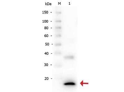 Western Blot: IL-1 beta/IL-1F2 Antibody [NB600-633]