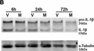 Western Blot: IL-1 beta/IL-1F2 Antibody [NB600-633]