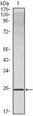 Western Blot: IL-10 Antibody (3C12C12)BSA Free [NB100-2185]