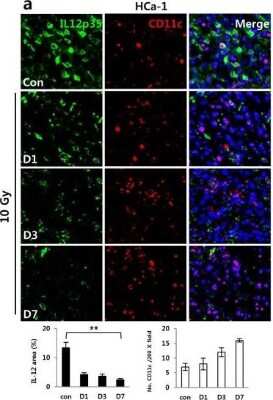 Immunohistochemistry: IL-12 Antibody [NB600-1443]
