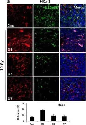 Immunohistochemistry: IL-12 Antibody [NB600-1443]