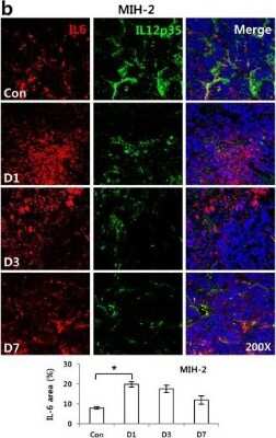 Immunohistochemistry: IL-12 Antibody [NB600-1443]