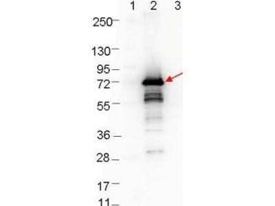 Western Blot: OspA Antibody [NBP1-78112]
