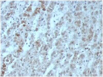 Immunohistochemistry-Paraffin: IL-15 Antibody (IL15/6971R) [NBP3-13951]