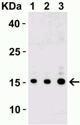 Western Blot: IL-17/IL-17A AntibodyBSA Free [NBP1-76337]