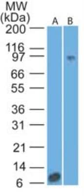 Western Blot: IL-17RA/IL-17R Antibody (49M4D2)BSA Free [NBP2-25258]