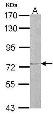 Western Blot: IL-17RD/SEF Antibody [NBP1-32307]