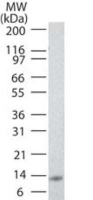 Western Blot: IL-17E/IL-25 Antibody (8B1)Azide and BSA Free [NBP2-80795]