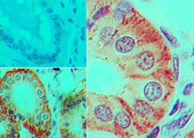 Immunohistochemistry-Paraffin: IL-17F Antibody (4H1629.1) - BSA Free [NBP2-27327]