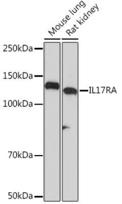 Western Blot: IL-17RA/IL-17R Antibody (6Q2U9) [NBP3-16577]