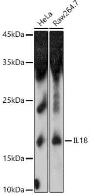 Western Blot: IL-18/IL-1F4 AntibodyAzide and BSA Free [NBP3-03699]