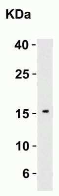 Western Blot: IL-21 AntibodyBSA Free [NBP1-76740]