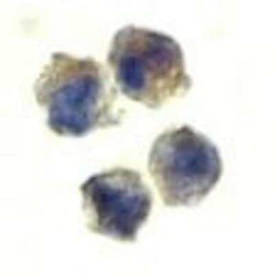 Immunocytochemistry/ Immunofluorescence: IL-22R alpha 1 Antibody - BSA Free [NBP1-76724]