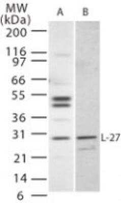 Western Blot: IL-27 Antibody [NB100-56389]