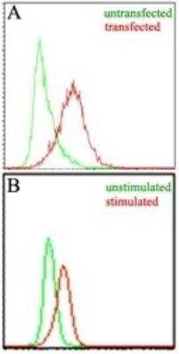 Flow Cytometry: EBI3 Antibody (10J763) - BSA Free [NBP2-03939]