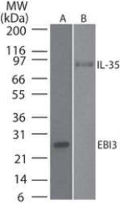 Western Blot: EBI3 Antibody (10J803) [NBP2-03940]