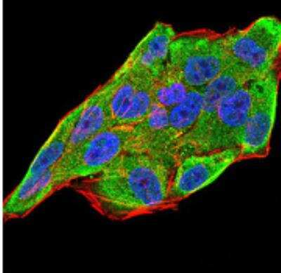 Immunocytochemistry/ Immunofluorescence: IL-28A/IFN-lambda 2 Antibody (6H9E6) - BSA Free [NBP2-52495]