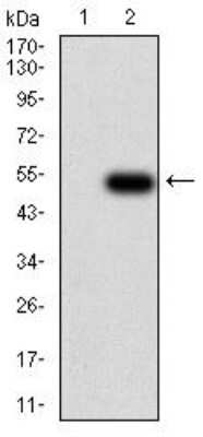 Western Blot: IL-28A/IFN-lambda 2 Antibody (6H9E6)BSA Free [NBP2-52495]