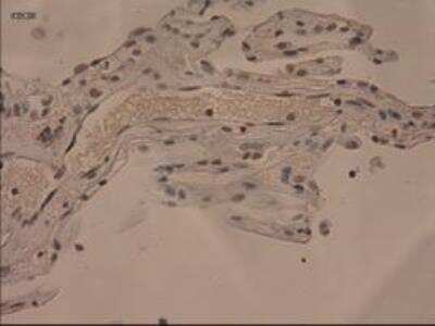 Immunohistochemistry-Paraffin: IL-3 Antibody (OTI3B11) [NBP1-47806]