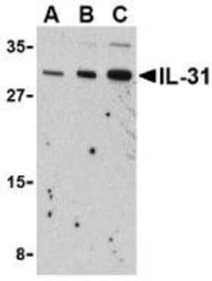 Western Blot: IL-31 AntibodyBSA Free [NBP1-77256]