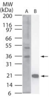 Western Blot: IL-33 Antibody (6H617)BSA Free [NBP2-27333]